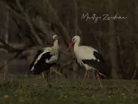 Ooievaars [Ciconiiformes]